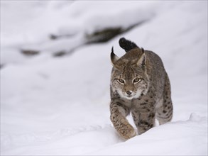 Northern Lynx (Lynx lynx) walking through snow