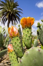 Flowering Prickly Pear Cactus (Opuntia)
