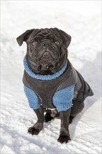 Black Pug in a sweater in the snow