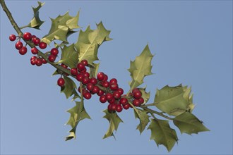 Holly (Ilex aquifolium) with berries