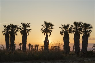 Desert Fan Palms (Washingtonia filifera) at sunset
