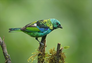 Three-coloured Tanager (Tangara seledon) sits on a branch