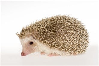 Four-toed Hedgehog or African Pygmy Hedgehog (Atelerix albiventris)