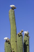 Blooming Echinopsis chiloensis cactus