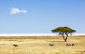 Burchell's zebras (Equus quagga burchelli) in front of the Etosha Pan