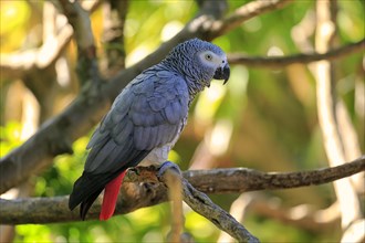 African Grey Parrot (Psittacus erithacus timneh)