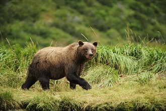 Brown Bear (Ursus arctos) walking across a meadow