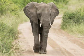 African Elephant (Loxodonta africana) walking along a track