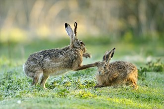 Two fighting hares (Lepus europaeus) in a meadow in the mating season