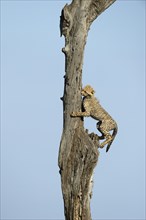 Cheetah (Acinonyx jubatus) cub climbing a tree