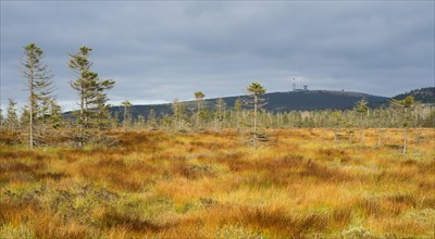 Bodebruch raised bog in autumn with view of the Brocken mountain