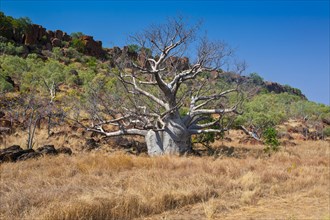 Baobab tree (Adansonia sp.) in the outback