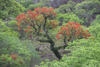 Blooming Cockspur Coral Tree (Erythrina crista-galli)