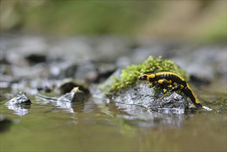 Barred Fire Salamander (Salamandra salamandra ssp. Terrestris) on a moss-covered stone in Stolberg