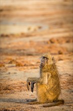 Chacma Baboon (Papio ursinus) sitting on the ground in the evening light