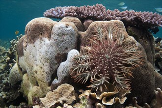 Crown-of-thorns Starfish (Acanthaster planci) feeding on a stony coral