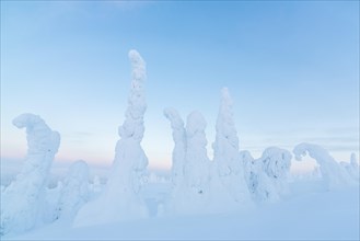 Snow-covered spruce trees