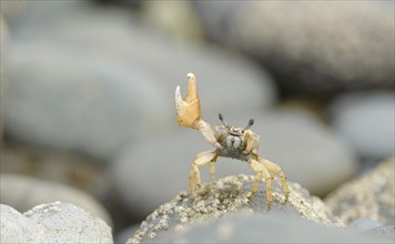 Fiddler Crab (Uca) waving on a rock