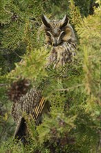 Long-eared Owl (Asio otus) in a Tree of Life