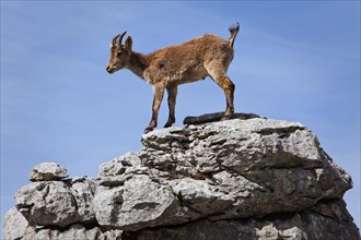 Iberian Ibex (Capra pyrenaica) in the Karst mountains