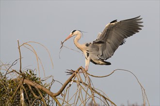 Grey heron (Ardea cinerea) approaching nest with nesting material