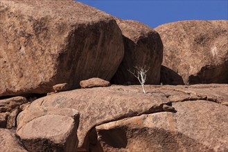 Shepherd's tree (Boscia albitrunca) between rocks at Twyfelfontein