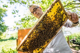 Beekeeper examines a honeycomb with honey bees (Apis) at his stock