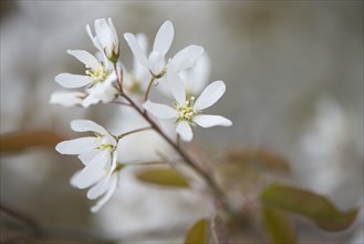 Canadian serviceberry (Amelanchier canadensis)