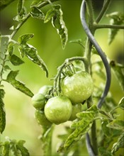Green tomatoes on the vine with dew drops