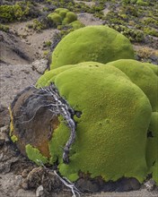 Yareta or Llareta cushion plant (Azorella compacta) growing on the slopes of the Taapaca volcano