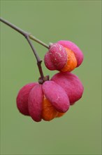 Fruits of European Spindle Tree (Euonymus europaeus)