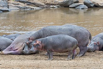 Hippos (Hippopotamus amphibius) with young