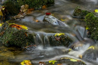 Autumn leaves in a creek