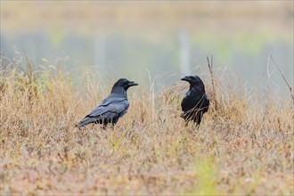 Ravens (Corvus corax)