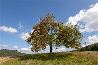 Apple tree in autumn with ripe apples