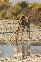 Giraffe (Giraffa camelopardalis) drinking at a waterhole