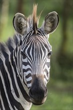 Grant's Zebra (Equus quagga boehmi )