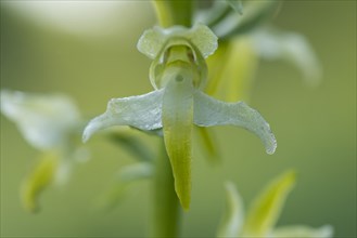 Greater Butterfly Orchid (Platanthera chlorantha)