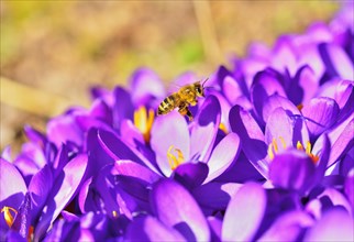 Honey Bee (Apis mellifera) collecting pollen on purple Crocus flowers (Crocus sativa)