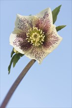 Hellebore (Helleborus orientalis hybrid)