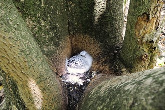 Young White-tailed Tropicbird (Phaethon lepturus) in the nest