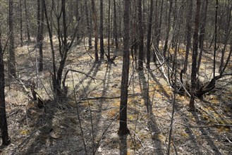 Fire damage in the floodplain forest