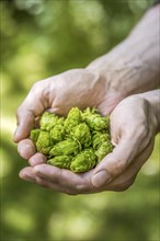 Hop umbels (Humulus lupulus) in hands