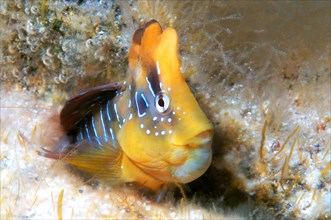 Peacock Blenny (Blennius pavo