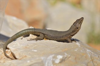 Adult Dragonera's wall lizard (Podarcis lilfordi giglioli) with head raised