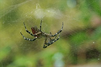 Tropical Tent-Web Spider (Cyrtophora citricola minahassae)
