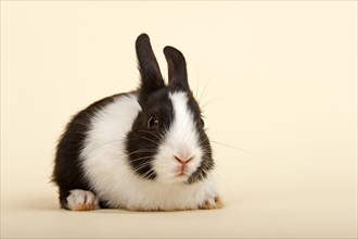 Dutch rabbit