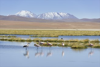 Chilean Flamingos (Phoenicopterus chilensis) at a lake in the highlands
