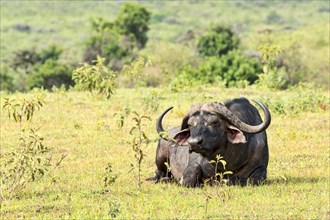 Cape buffalo (Syncerus caffer)