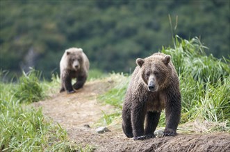 Brown Bear (Ursus arctos)